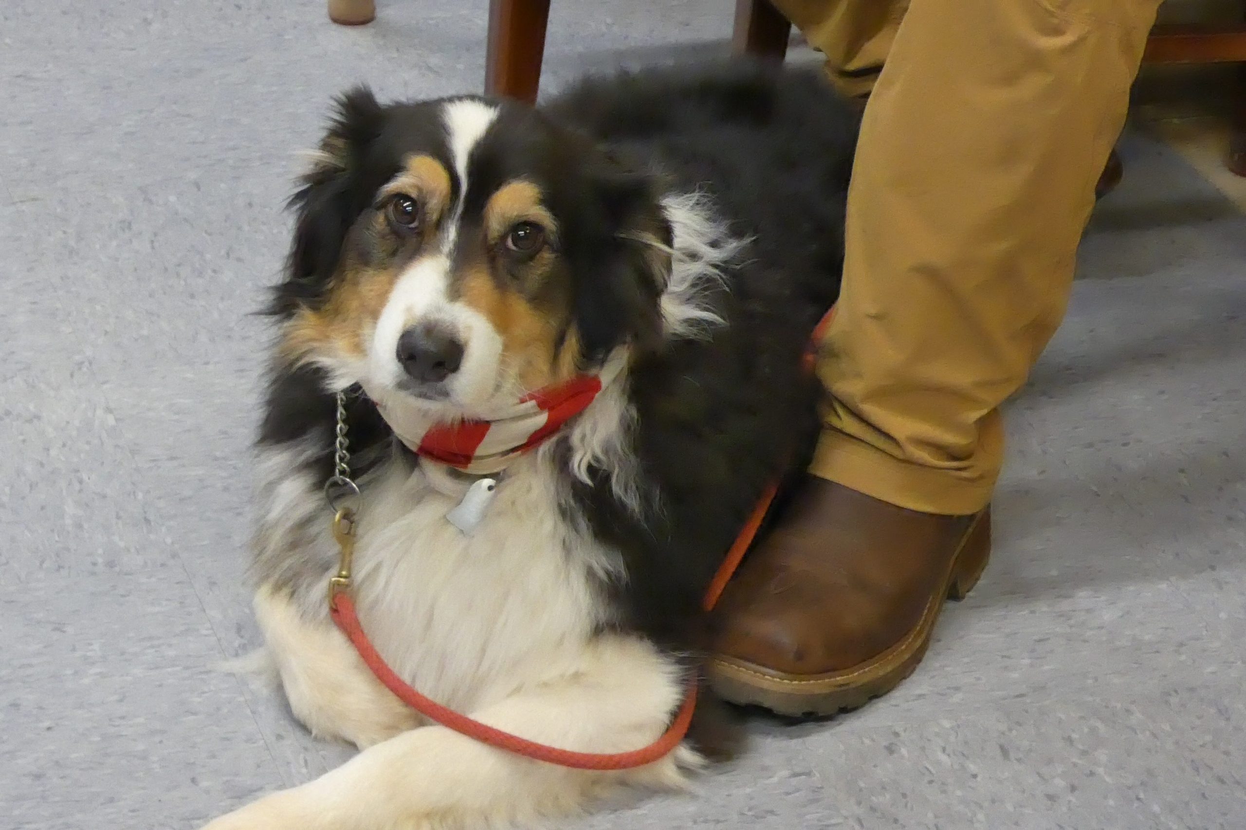 Richards Coffee Shop Dog
